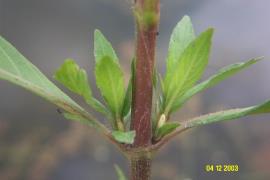 : Hygrophila often has red or purplish stems.