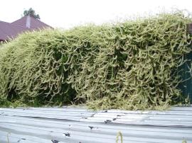 Madeira vine in flower climbing over buildings.