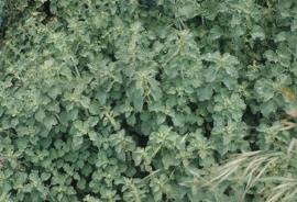 Horehound can form dense infestations that smother the ground. 