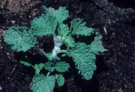 Young horehound plant with deeply crinkled leaves and a hairy stem.