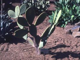 Indian fig has flat oval pads and rarely has spines.
