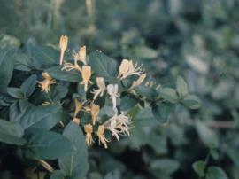 Japanese honeysuckle has dark green leaves and the white flowers turn yellow as they age.