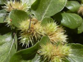Khaki weed's yellowish flowers turn into prickly burrs in late summer. 