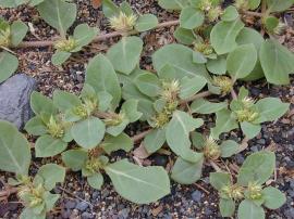 Khaki weed has reddish, hairy stems and broad, oval shaped leaves.