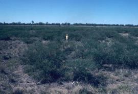 An infestation of mimosa bush. 