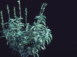 Mintweed, Salvia reflexa