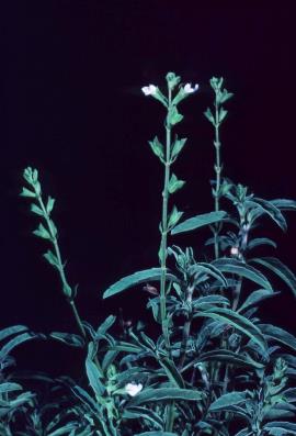 Mintweed, Salvia reflexa