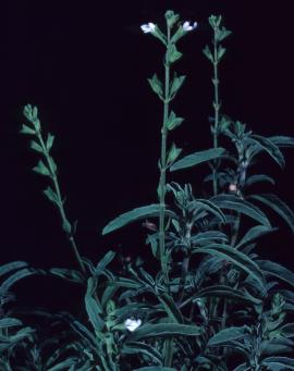 Mintweed flowers are tubular and up to 1.2 cm long.