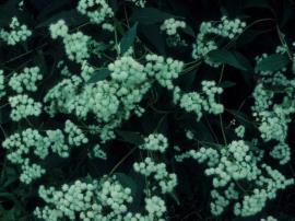 Mistflower has small, white, fluffy flowers.