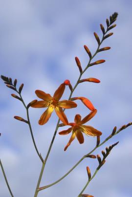 Flowering stem of montbretia.