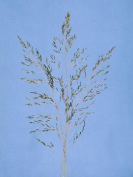 African lovegrass seeds grow towards the end of the stems