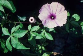 Coastal morning glory flowers are violet, purple or pink (occasionally white) with a darker throat in the centre of the flower.