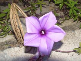 Coastal morning glory flowers have 5 fused petals.