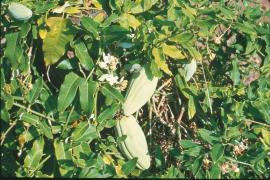 Moth vine leaves are triangular, thick and leathery.