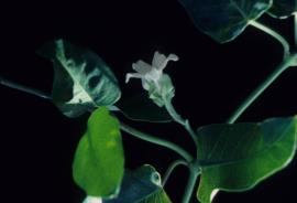 Moth vine flowers are creamy-white or pink, tube-shaped and grow in leaf forks
