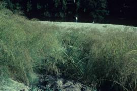 A dense infestation of flowering African lovegrass.