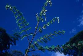 Mysore thorn has thorny stems and the leaves are made up of many small oblong-shaped leaflets. 