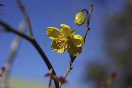 Ochna flowers have yellow petals.