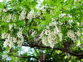 Black locust have clusters of white-ish flowers and long, brown seed pods 