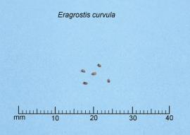 African lovegrass seeds are about 1 mm long