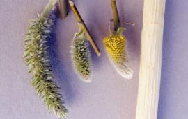 Elongated female catkin after flowering, flowering female catkin, male catkin at start of flowering.