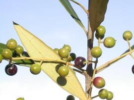 African olive fruit are light green with white spots when unripe, and darken to purple-black as they ripen