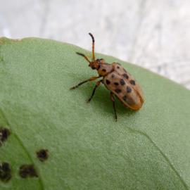 The leaf-eating beetle is a biological control agent in Australia.