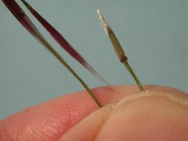 Chilean needle grass seeds have backwards pointing hairs at the stem end