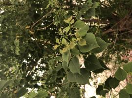 Chinese tallow tree has wide leaves with a long pointed tip.