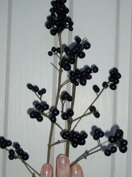 European privet berries are small (up to 10 mm long and 8 mm wide) and blackish when ripe.