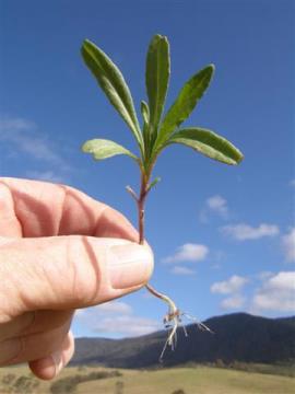 Fireweed seedling with 5 to 6 serrated leaves.