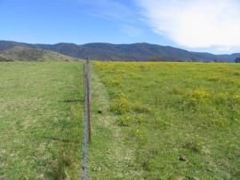 Left of fence: Kikuyu-based pasture without fireweed infestation. Right of fence: other pasture infested with fireweed.