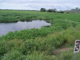 Hymenachne amplexicaulis infestation threatens wetland conservation areas