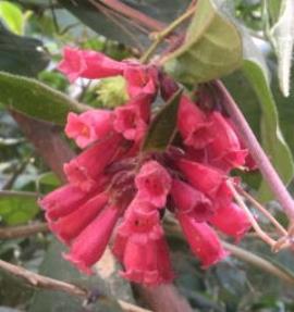 Red cestrum has clusters of pink to red tubular flowers