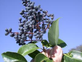 Broad-leaf privet berries are purplish black when ripe.