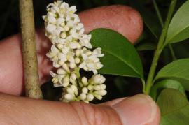 European privet, has small white or cream flowers.