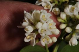European privet flowers are tubular with 4 lobes (petals) each only 3 mm long.