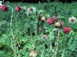Nodding thistles have bright pink flowers on long stems.
