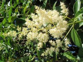 Broad-leaf privet flowers are creamy white and in branched clusters