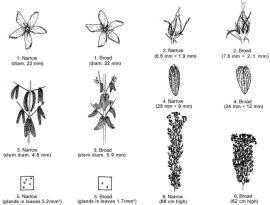 Illustration comparing parts of broad-leaf and narrow-leaf strains of St John’s wort
