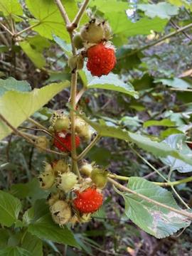 Giant bramble has small red berries.