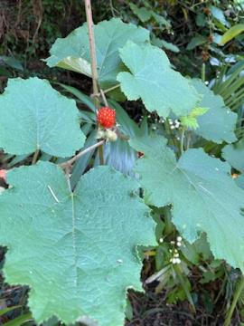 Giant bramble has large lobed leaves up to 15 cm long.