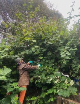 Giant bramble is a scrambling shrub with stems up to 5 m long.