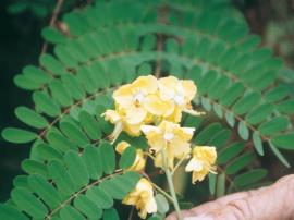 Mysore thorn flowers are pale yellow with almost round petals. 